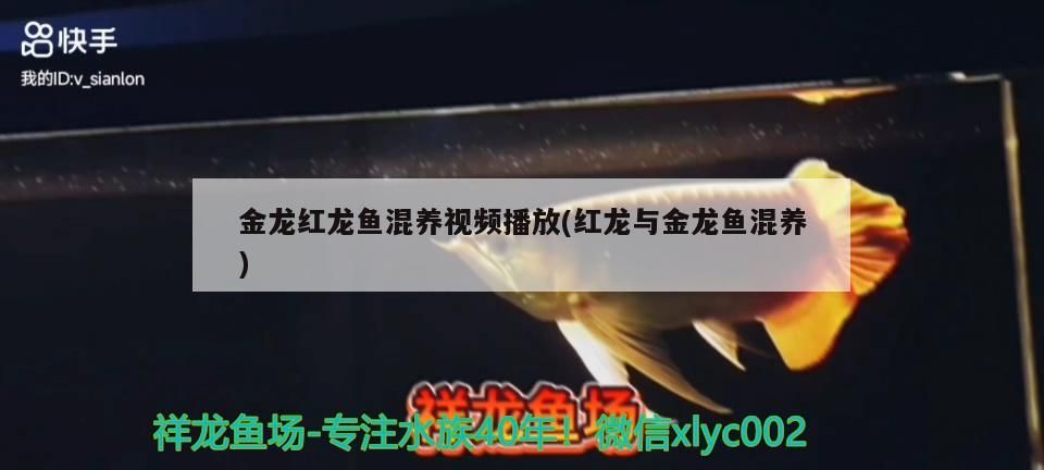 大湖紅龍魚（大湖紅龍魚長大視頻）
