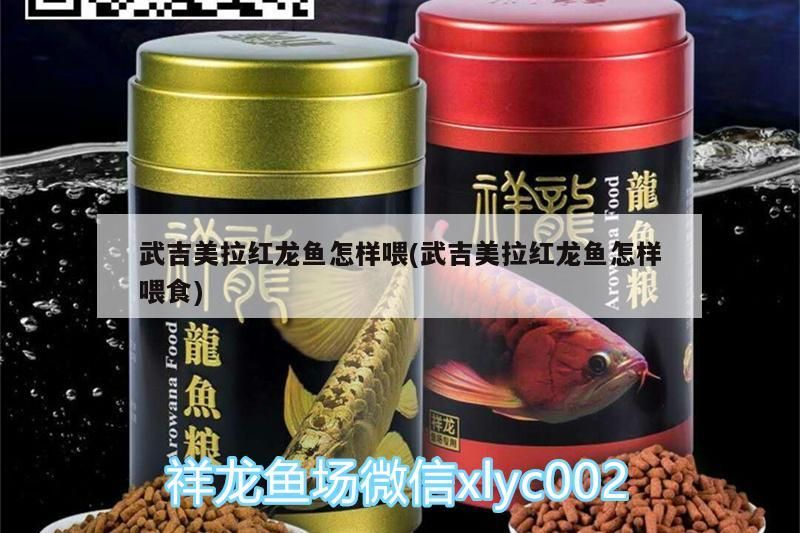 武吉美拉紅龍魚怎樣喂(武吉美拉紅龍魚怎樣喂食) 武吉美拉紅龍魚怎樣喂(武吉美拉紅龍魚怎樣喂食) 武吉美拉金龍魚