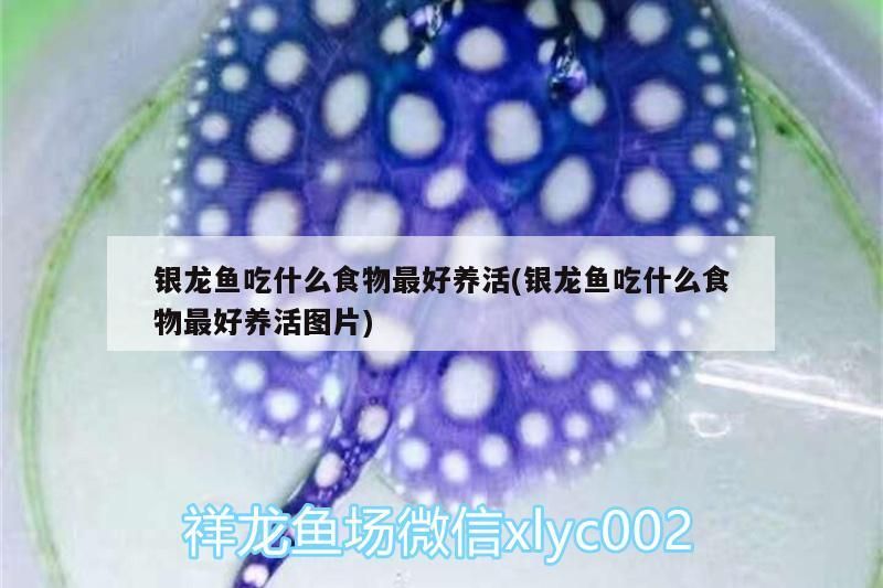 銀龍魚吃什么食物最好養活(銀龍魚吃什么食物最好養活圖片)