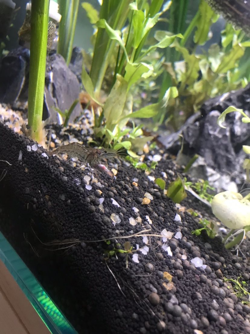 詳細(xì)閱讀:魚(yú)缸過(guò)濾用品哪種好用又實(shí)惠安全( 魚(yú)缸過(guò)濾用品哪種好用又實(shí)惠安全性高) 魚(yú)缸過(guò)濾用品哪種好用又實(shí)惠安全( 魚(yú)缸過(guò)濾用品哪種好用又實(shí)惠安全性高)
