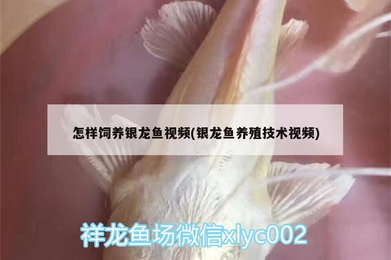 怎樣飼養銀龍魚視頻(銀龍魚養殖技術視頻)