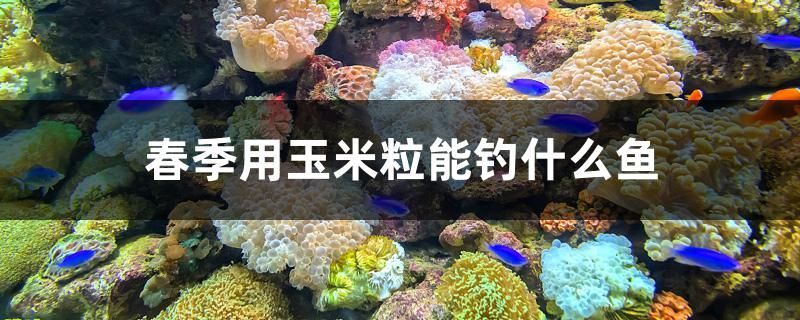 綏中觀賞魚店電話號碼（從甘肅省慶陽市到大興安玲區(qū)塔河縣怎么走）