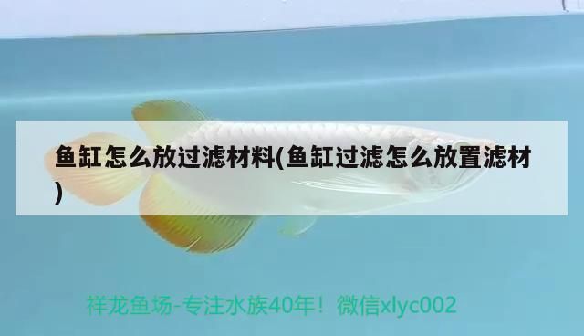 如何選擇高品質觀賞魚的最佳選擇，上海買觀賞魚的網站——尋找高品品質觀賞魚的最佳選擇