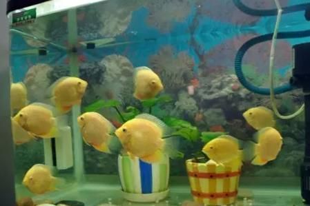 噴點菠蘿魚活餌選擇指南，如何判斷活餌質量優劣