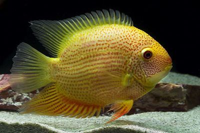 噴點菠蘿魚活餌選擇指南，如何判斷活餌質量優劣