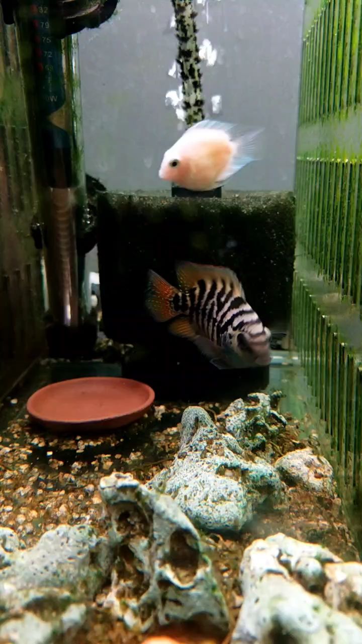 魚缸過濾器選購指南:自制魚缸過濾器魚缸上置過濾器對于養(yǎng)魚愛好者的必備知識 迷你小魚,算新魚種吧 龍魚論壇 迷你小魚,算新魚種吧 迷你小魚,算新魚種吧 龍魚論壇