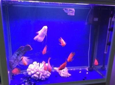 2米長的魚缸一天用多少電：1.2米長的魚缸一天用電量大約在9.52度電左右
