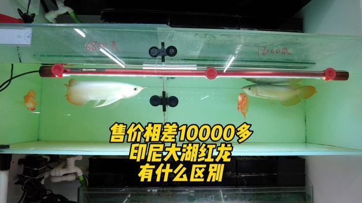 大湖紅龍怎么樣：大湖紅龍與普通紅龍魚的區別大湖紅龍與普通龍蝦區別
