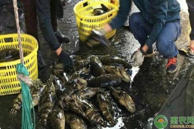黑云魚為什么養(yǎng)的人不多（黑云魚的人工繁殖能力相對較弱、繁殖能力較弱、繁殖能力較高）