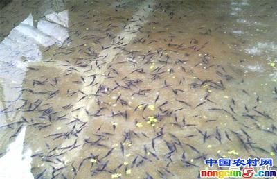 黑云魚為什么養(yǎng)的人不多（黑云魚的人工繁殖能力相對較弱、繁殖能力較弱、繁殖能力較高）