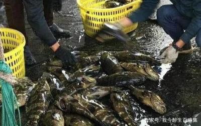黑云魚為什么養(yǎng)的人不多（黑云魚的人工繁殖能力相對較弱、繁殖能力較弱、繁殖能力較高）