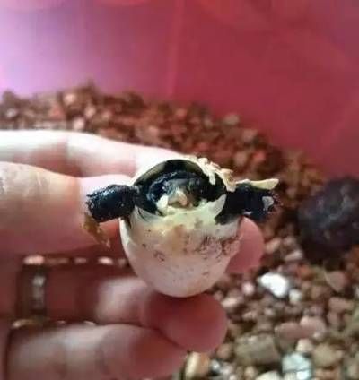 豬鼻龜蛋孵化：寵物醫生在線咨詢回到首頁豬鼻龜什么時候下蛋