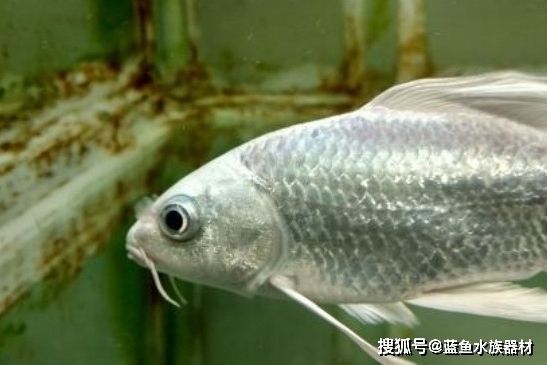 蝴蝶鯉多久才能養(yǎng)出大鰭大尾（蝴蝶鯉養(yǎng)出大鰭大尾的時(shí)間）
