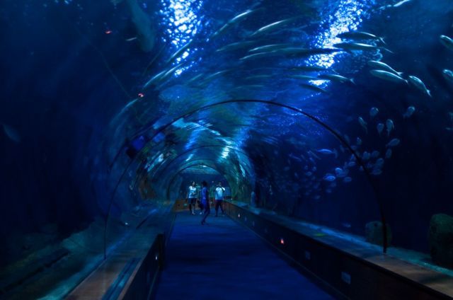 水族館里100種動物名稱和特征以及生活環境（100種動物的名稱、特征以及生活環境）