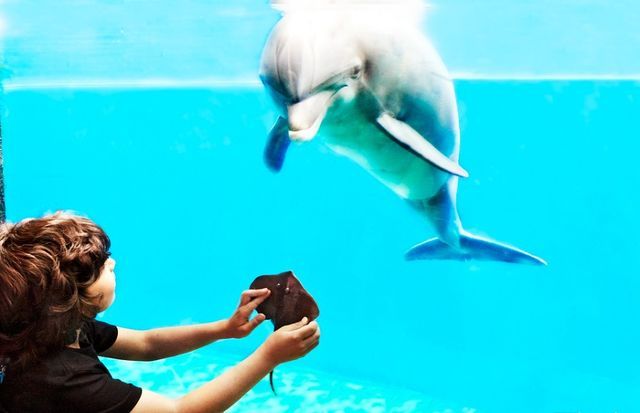 水族館里100種動(dòng)物名稱(chēng)和特征以及生活環(huán)境（100種動(dòng)物的名稱(chēng)、特征以及生活環(huán)境）