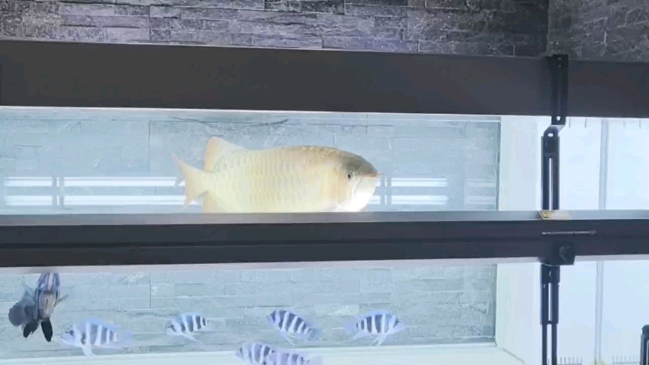 紅龍魚苗7公分需要多大的魚缸？，紅龍魚苗7公分需要多大的魚缸，紅龍魚苗飼養管理日歷 紅龍魚苗7公分需要多大的魚缸？，紅龍魚苗7公分需要多大的魚缸，紅龍魚苗飼養管理日歷 龍魚百科 第1張