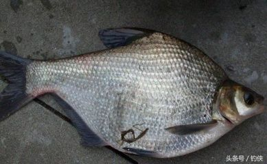 淡水魚的品種（中華鱘的生活習性）