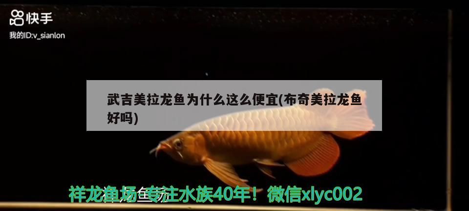 武吉美拉龍魚為什么這么便宜(布奇美拉龍魚好嗎)