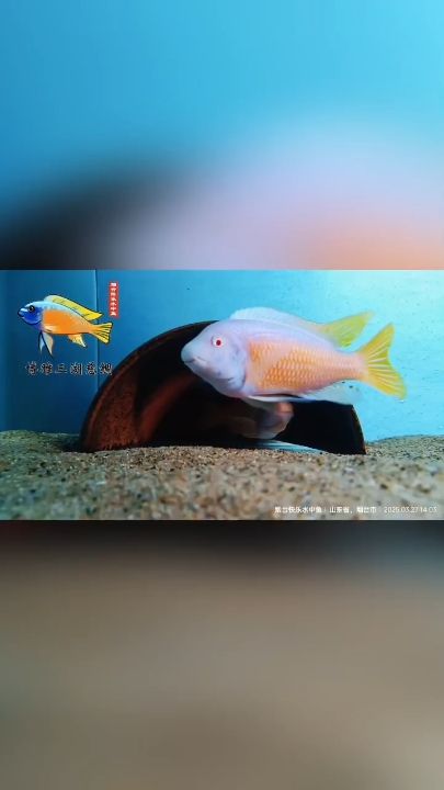 卡丑白子史上最長繁殖視頻 卡丑白子史上最長繁殖視頻 龍魚論壇
