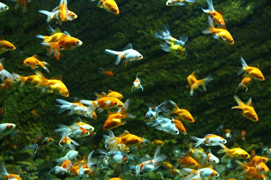 珠海長隆海洋王國戳下方水族圈歷史文章查看顏值最高的魚缸，世界最大“魚缸”就在珠海！世界最大“魚缸”，不！全球最大！