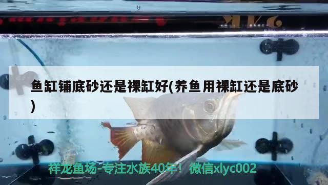 龍魚缸最佳溫度多少合適呢vs祥龍魚場：龍魚缸水溫控制技巧