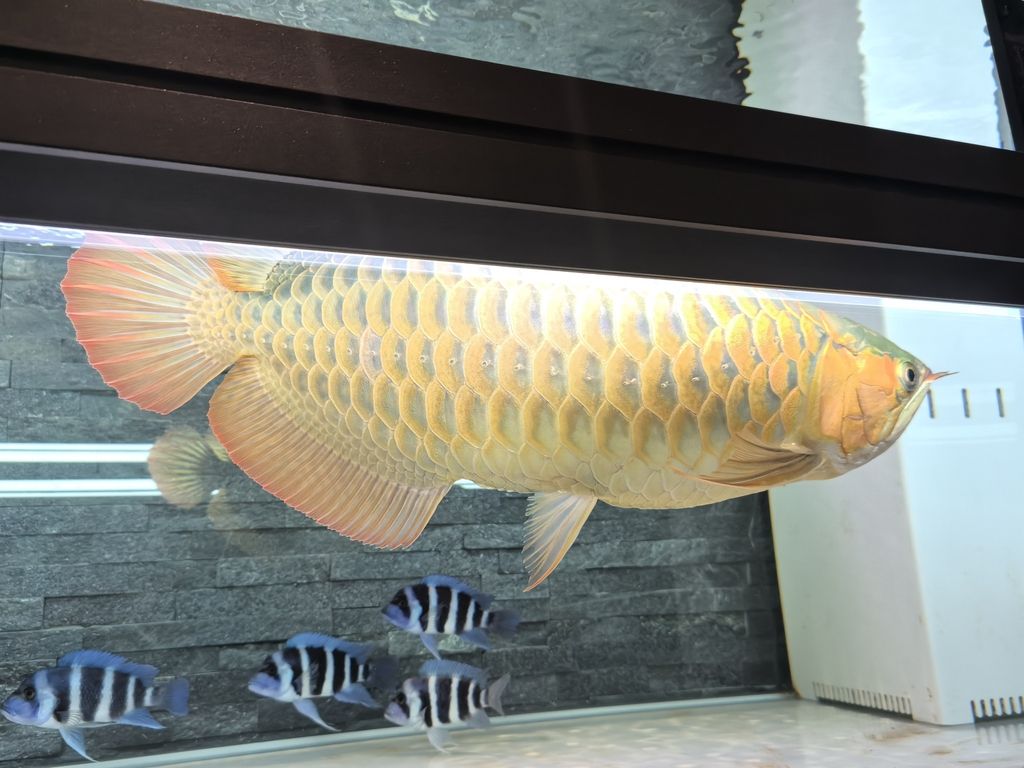 第一天上側(cè)燈 龍魚(yú)論壇 第1張 第一天上側(cè)燈 第一天上側(cè)燈 龍魚(yú)論壇 第1張
