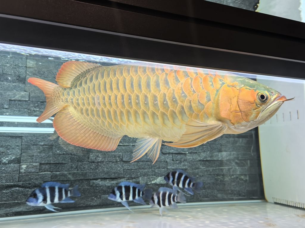 第一天上側(cè)燈 龍魚(yú)論壇 第2張 第一天上側(cè)燈 第一天上側(cè)燈 龍魚(yú)論壇 第2張