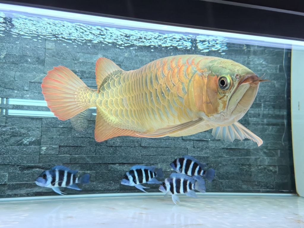 第一天上側(cè)燈 龍魚(yú)論壇 第3張 第一天上側(cè)燈 第一天上側(cè)燈 龍魚(yú)論壇 第3張