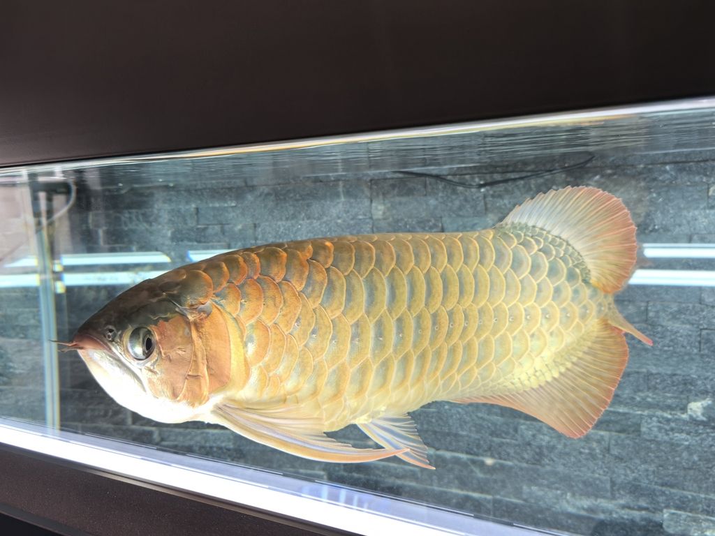 第一天上側(cè)燈 龍魚(yú)論壇 第4張 第一天上側(cè)燈 第一天上側(cè)燈 龍魚(yú)論壇 第4張