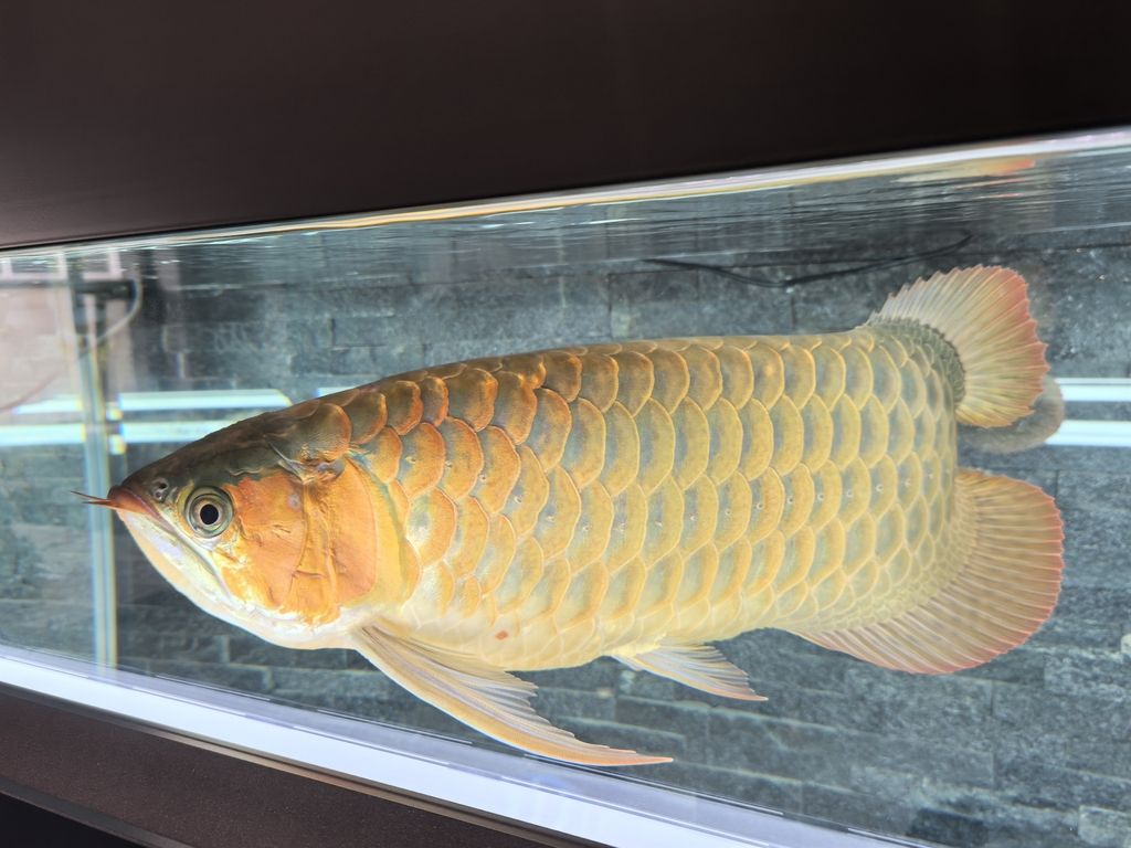 第一天上側(cè)燈 龍魚(yú)論壇 第5張 第一天上側(cè)燈 第一天上側(cè)燈 龍魚(yú)論壇 第5張