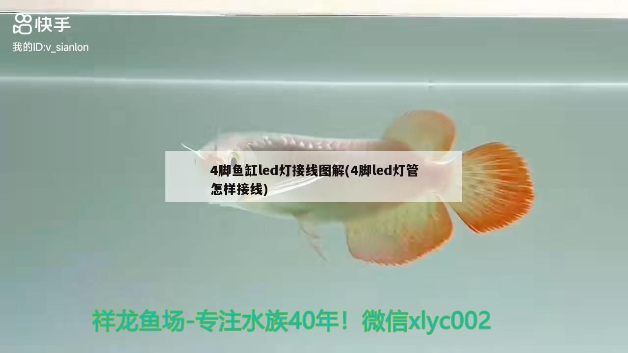 西安海鮮批發市場大匯總，呼市最大海鮮批發市場在哪里，海鮮批發市場在哪里
