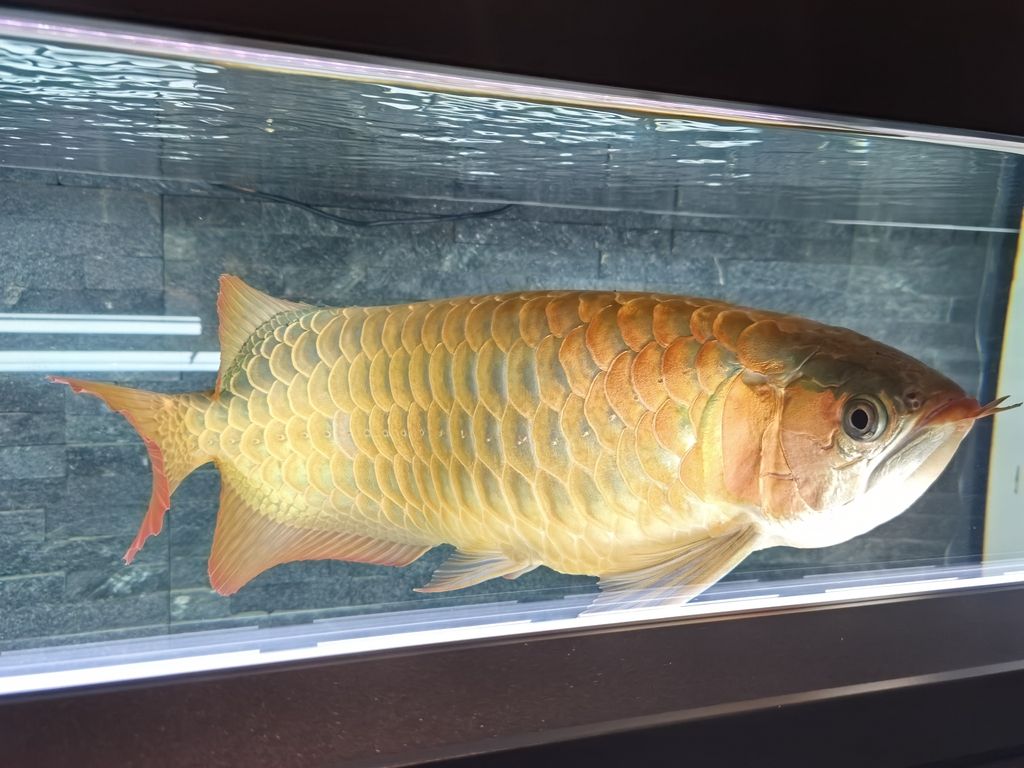 第一天上側(cè)燈 龍魚(yú)論壇 第6張 第一天上側(cè)燈 第一天上側(cè)燈 龍魚(yú)論壇 第6張
