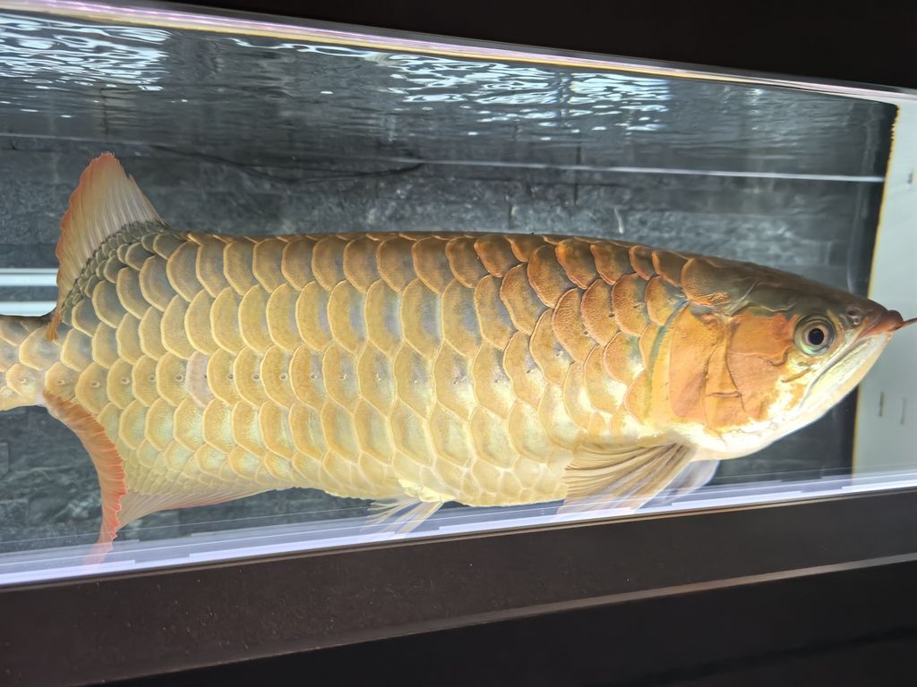 第一天上側(cè)燈 龍魚(yú)論壇 第7張 第一天上側(cè)燈 第一天上側(cè)燈 龍魚(yú)論壇 第7張