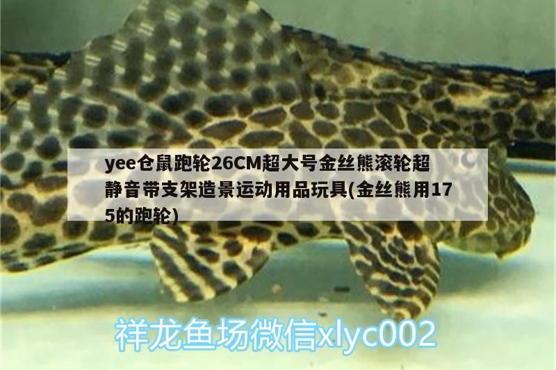 yee倉鼠跑輪26CM超大號金絲熊滾輪超靜音帶支架造景運動用品玩具(金絲熊用175的跑輪)