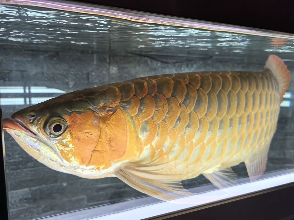 第一天上側(cè)燈 龍魚(yú)論壇 第8張 第一天上側(cè)燈 第一天上側(cè)燈 龍魚(yú)論壇 第8張