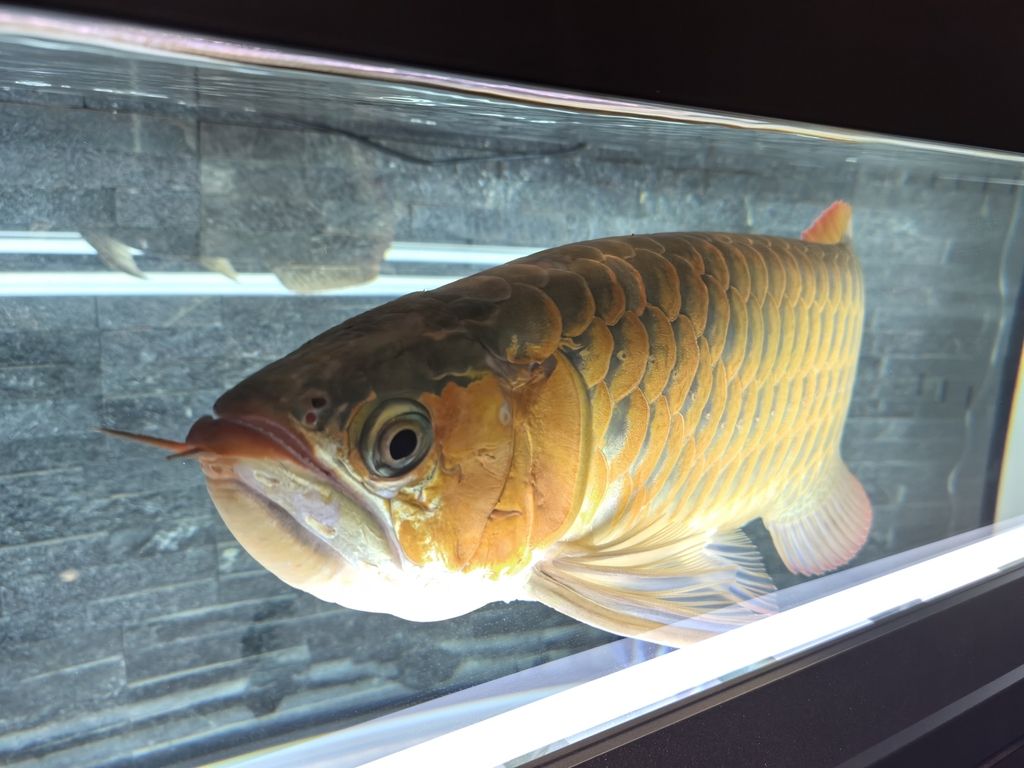 第一天上側(cè)燈 龍魚(yú)論壇 第9張 第一天上側(cè)燈 第一天上側(cè)燈 龍魚(yú)論壇 第9張