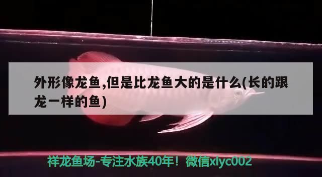 晉州魚缸二手市場地址在哪里啊多少錢（ 晉州漁具店）