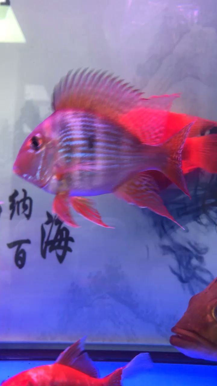 元寶鳳凰魚！