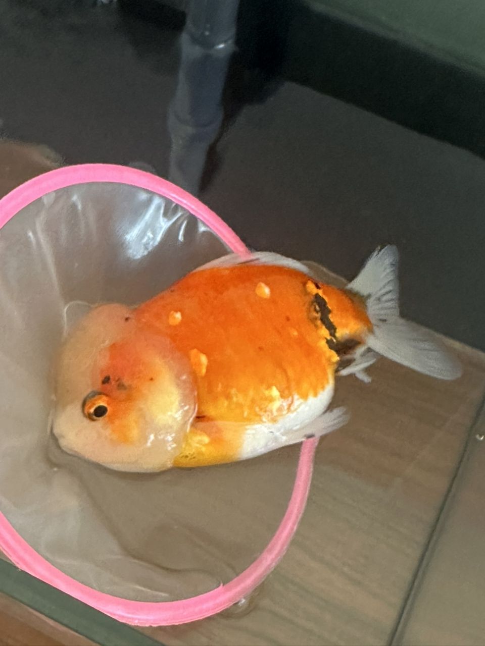 腮下面鱗上面有黑點兒是什么原因啊？水質不好么？應該怎么辦？求大神指導[peifu]
