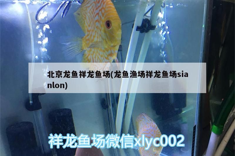 北京龍魚祥龍魚場(chǎng)(龍魚漁場(chǎng)祥龍魚場(chǎng)sianlon)