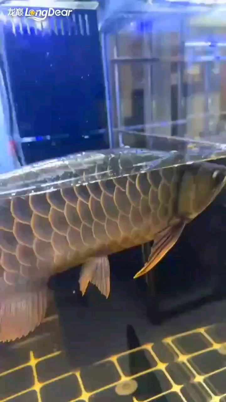 紅龍魚用黃燈烤有用嗎 轉發741 龍魚論壇 轉發741 轉發741 龍魚論壇