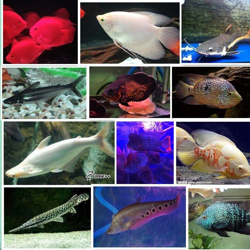 狗仔（招財貓)魚苗（招財貓魚是一種受歡迎的熱帶觀賞魚是一種受歡迎的熱帶觀賞魚）