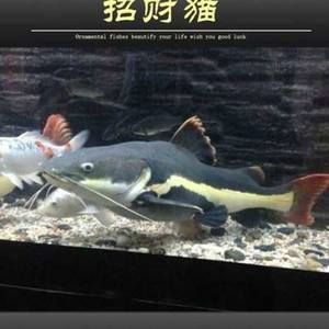 狗仔（招財貓)魚苗（招財貓魚是一種受歡迎的熱帶觀賞魚是一種受歡迎的熱帶觀賞魚）