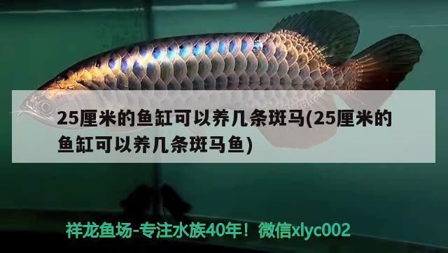 25厘米的魚缸可以養幾條斑馬(25厘米的魚缸可以養幾條斑馬魚)