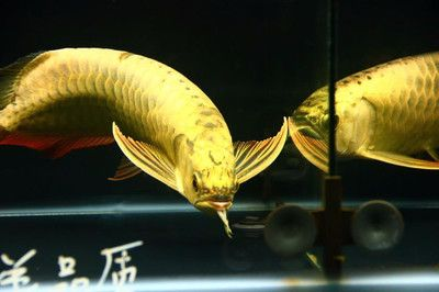 古典過背金龍用什么背景（古典過背金龍的飼養(yǎng)技巧）