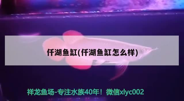 仟湖魚缸(仟湖魚缸怎么樣)