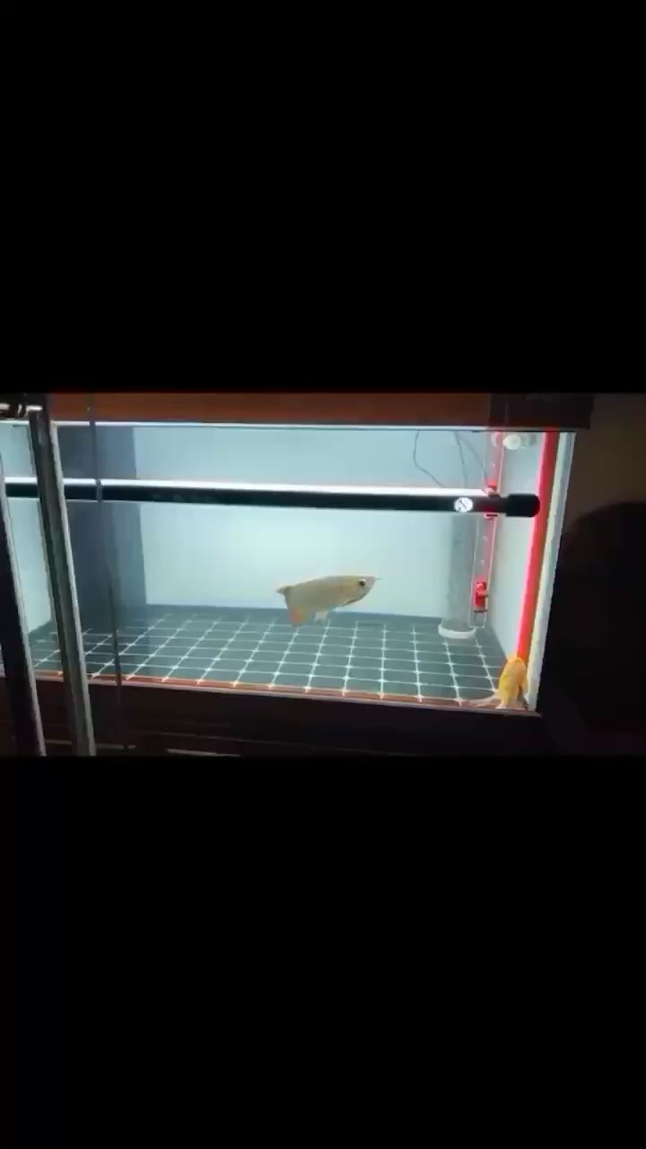 魚缸用增氧泵價格是多少:魚缸增氧機-xtrac增氧機-xtrac增氧機 孟吉爾246天 廣州孟吉爾 孟吉爾246天 孟吉爾246天 廣州孟吉爾