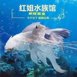 15厘米的普身蝴蝶鯉魚什么樣子（15厘米的普身蝴蝶鯉魚在外觀、體型和特征上具有以下特點：特征）