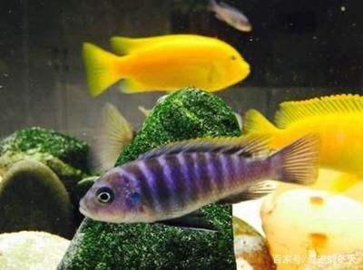 60的魚缸養幾條魚：60厘米的魚缸適合養什么魚