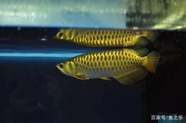 過背金龍魚成長過程圖片：關于過背金龍魚成長過程圖片詳情
